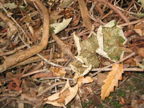 leaves on ground