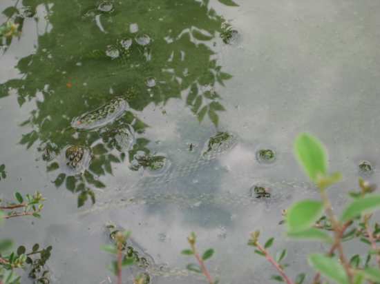 pond surface