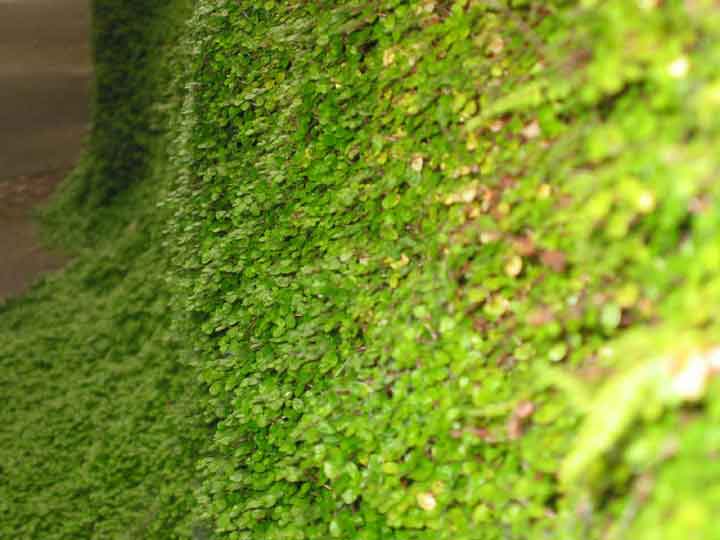 moss wall