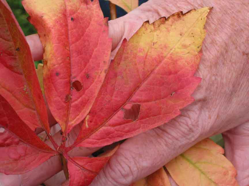 fall leaves