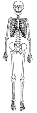 skeleton.gif