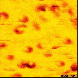 fig 3b: Single rhodamine molecules