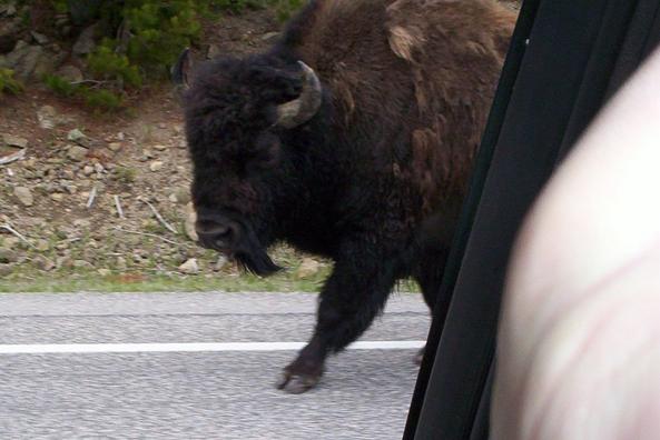 Bison close up