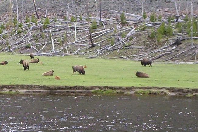 Bison Herd