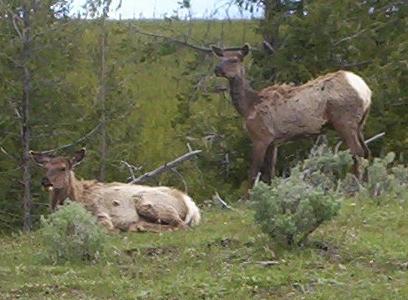 Elk