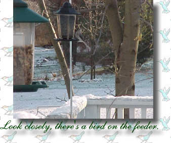 Look closely, there's a bird on the feeder.
