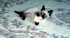 Koko and her paperwad