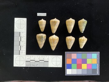 CebuSH001; 27x16x23 dorsal photo thumbnail