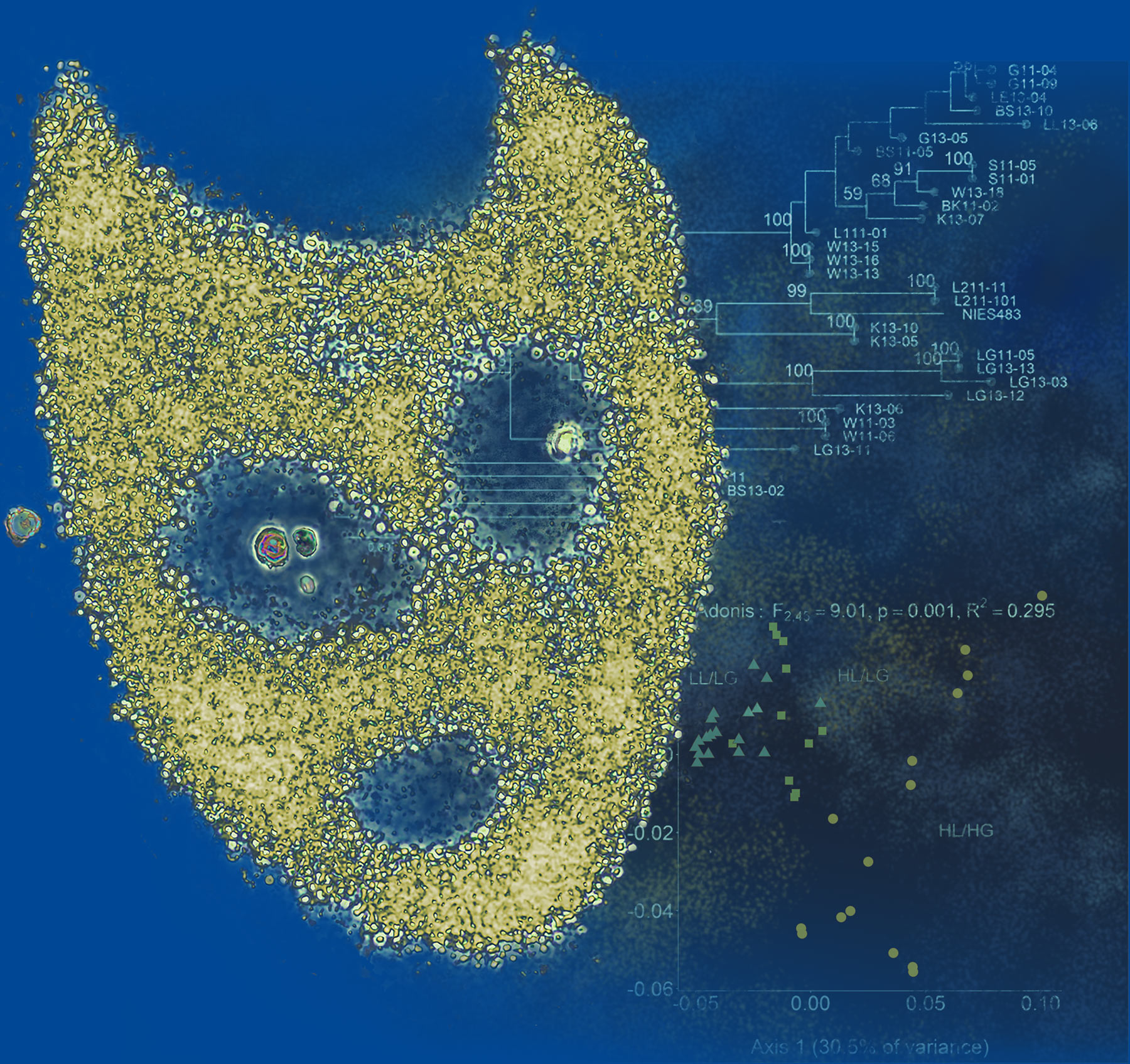 Microbial evolution in the wild