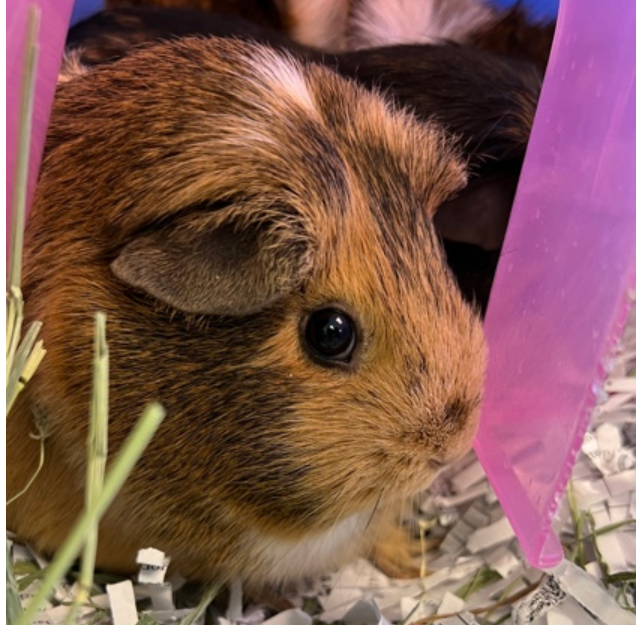 cavy